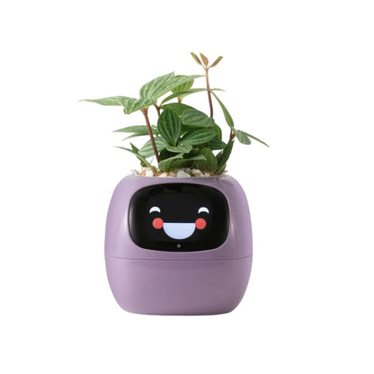 Tuya Smart Ivy Planter mit KI-Sensoren