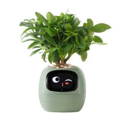 Tuya Smart Ivy Planter mit KI-Sensoren